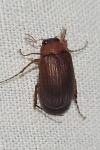 Serica brunnea