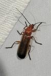 Rhagonycha fulva