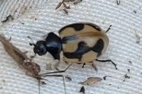 Coccinella hieroglyphica