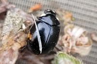 Coccinella hieroglyphica