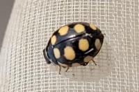 Coccinula quatuordecimpustulata