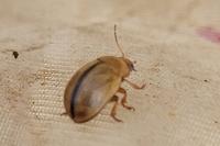 Gonioctena olivacea