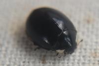 Coccinella hieroglyphica