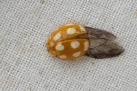 Calvia decemguttata
