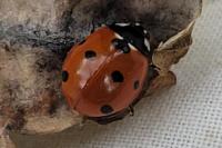 Coccinella septempunctata