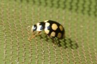 Coccinula quatuordecimpustulata
