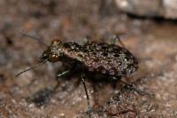 Elaphrus cupreus