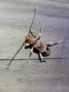 Trichoferus pallidus