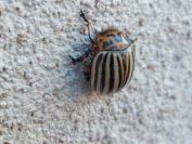 Leptinotarsa decemlineata