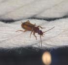Polistichus connexus