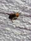 Rhagonycha fulva