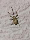 Curculio elephas