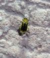 Diabrotica virgifera