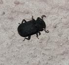 Bolitophagus reticulatus