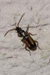 Polistichus connexus