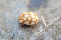 Sospita vigintiguttata