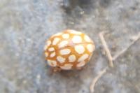 Sospita vigintiguttata