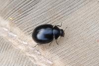 Coccinella hieroglyphica