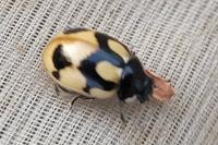 Coccinella hieroglyphica