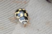 Propylea quatuordecimpunctata