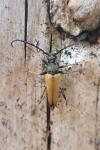 Stictoleptura rubra