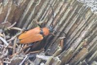 Stictoleptura rubra