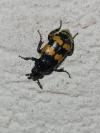 Nicrophorus vespillo