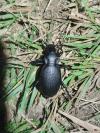 Carabus coriaceus