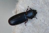 Tenebroides fuscus