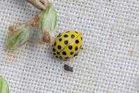 Psyllobora vigintiduopunctata