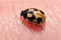 Coccinella hieroglyphica