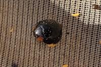 Parexochomus nigromaculatus