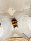 Nicrophorus vespillo