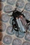 Necrodes littoralis
