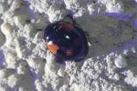 Adalia bipunctata
