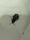 Necrodes littoralis