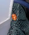 Harmonia quadripunctata