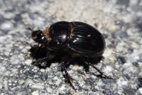Copris lunaris