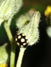 Coccinula quatuordecimpustulata