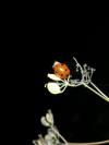 Coccinella septempunctata