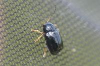 Cryptocephalus signatifrons