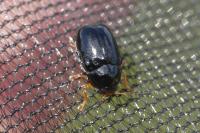 Cryptocephalus signatifrons