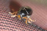 Cryptocephalus signatifrons