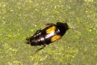 Tachinus subterraneus