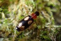 Dromius quadrimaculatus