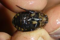 Acilius sulcatus