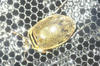 Acilius sulcatus