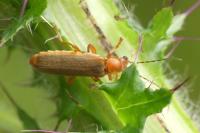 Cantharis rufa