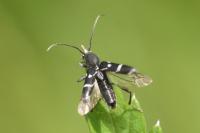 Chlorophorus sartor