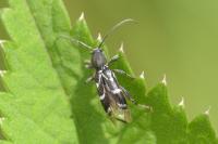 Chlorophorus sartor